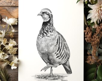 ORIGINAL Partridge Pencil Drawing, Red Legged Partridge Game Bird Wall Art, Nature Farmhouse Decor, Original Pencil Sketch Artwork Unframed