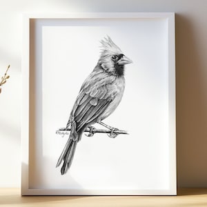Cardinal Bird Art PRINT, Northern Cardinal Pencil Drawing Wall Art, American Bird Sketch, Print from Original Pencil Sketch Unframed