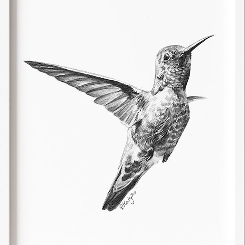 Hummingbird Art PRINT Hummingbird Pencil Drawing Wall Art Etsy