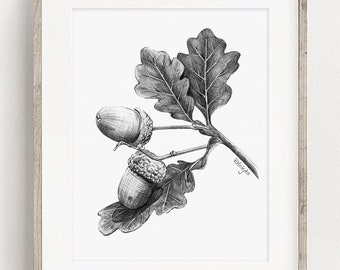 PRINTABLE Acorn Art Print, Nut Graphite Pencil Drawing, Woodland