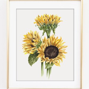 Sunflowers Art PRINT, Garden Flower Watercolor Painting Wall Art, Print from Original Watercolour Painting Unframed image 5