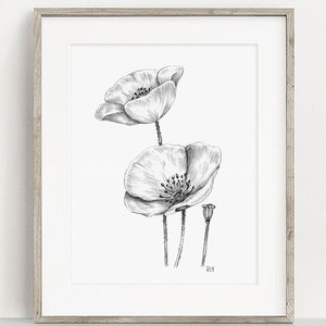 Impresión artística de amapolas IMPRIMIBLE, Dibujo a lápiz de grafito de amapola, Arte mural botánico, Boceto de flores silvestres, Póster de la naturaleza DESCARGA INSTANTÁNEA