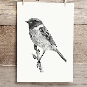 May include: A black and white pencil drawing of a small bird perched on a branch. The bird has a dark head and a light body with a long tail.