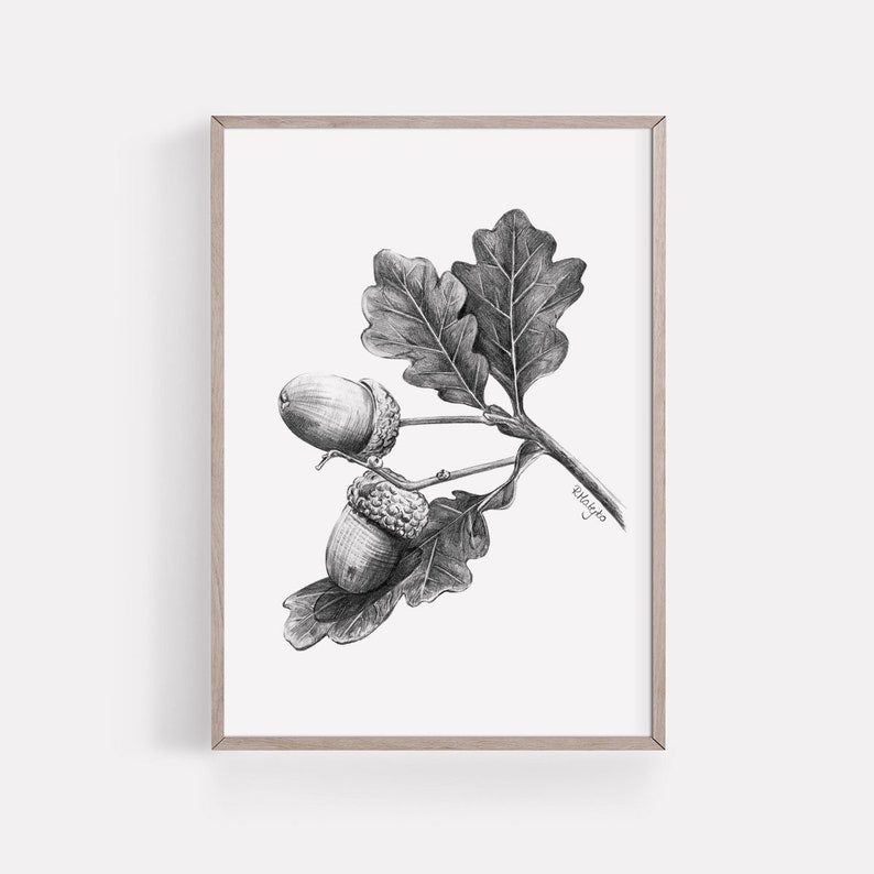 Acorn Art PRINT, Nut Graphite Pencil Drawing, Woodland Decor, Autumn Sketch, Autumn Nature Print from Original Pencil Sketch Unframed image 6