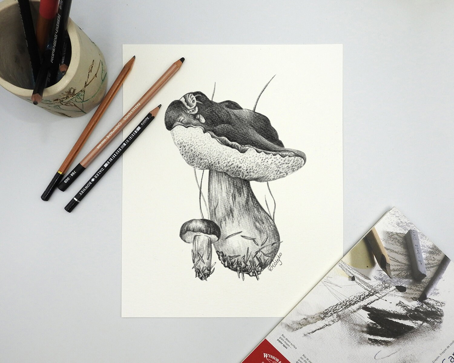 Mushroom Drawings Pencil