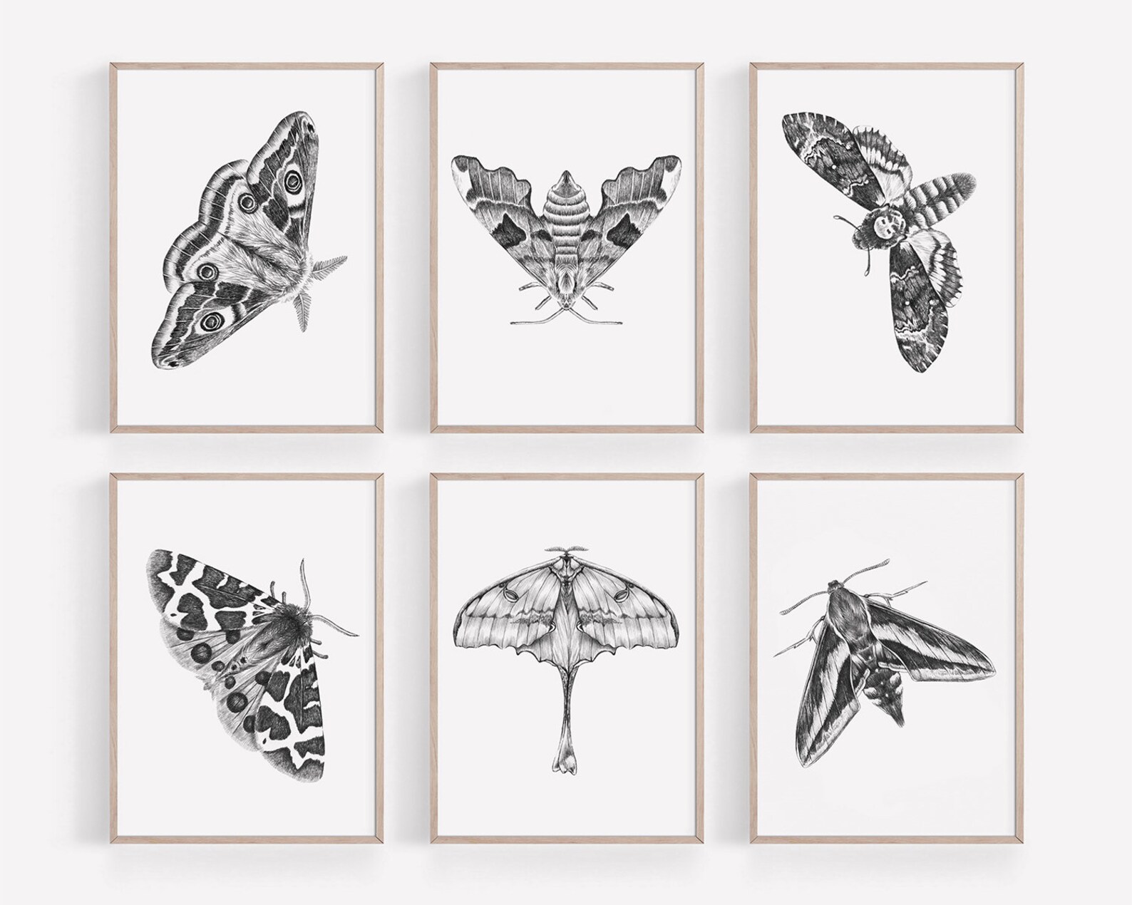Graphite Insects Moths Wall Art PRINT Set of 6, Graphite Pencil Drawings, Nocturnal ...