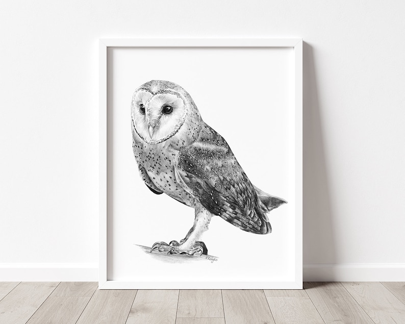 May include: A black and white pencil drawing of a barn owl with its wings folded. The owl is perched on a branch and is looking to the left. The drawing is framed in a white frame.