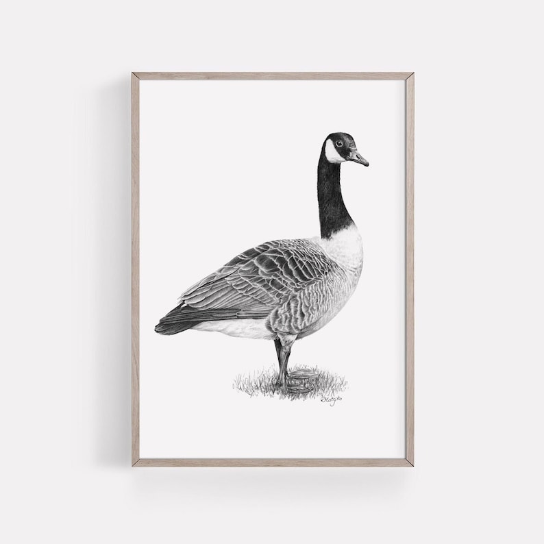 Puede incluir: Un dibujo a l&aacute;piz en blanco y negro de un ganso canadiense de pie sobre una superficie cubierta de hierba. El ganso est&aacute; mirando hacia la derecha y tiene la cabeza girada hacia la izquierda. El dibujo est&aacute; enmarcado en un marco de madera claro.