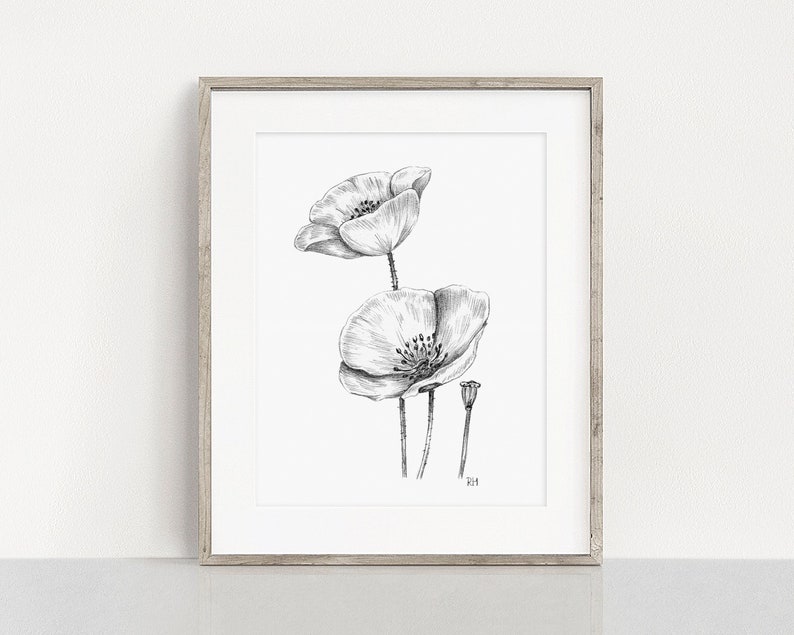 Poppies Art PRINT, Wildflower Wall Art, Nature Decor, Poppy Floral Sketch, Print from Original Pencil Sketch Unframed image 4