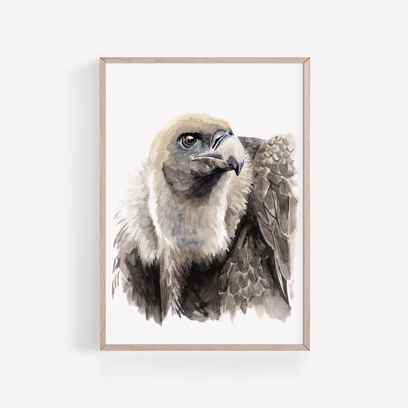 Vulture Art PRINT, American Bird Wall Art, Bird of Prey Decor ...