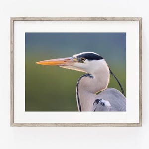 Heron Photograph PRINT, Grey Heron Photography Art,  Water Bird Animal Decor, Matte Unframed