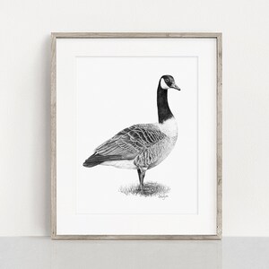 Puede incluir: Un dibujo a l&aacute;piz en blanco y negro de un ganso canadiense de pie sobre un parche de hierba. El ganso est&aacute; mirando hacia la derecha y tiene la cabeza girada hacia la izquierda. El dibujo est&aacute; enmarcado en un marco de madera claro.