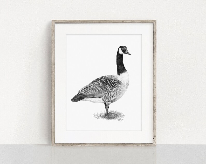 Puede incluir: Un dibujo a l&aacute;piz en blanco y negro de un ganso canadiense de pie sobre un parche de hierba. El ganso est&aacute; mirando hacia la derecha y tiene la cabeza girada hacia la izquierda. El dibujo est&aacute; enmarcado en un marco de madera claro.