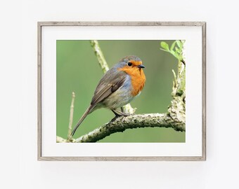 Robin Photograph PRINT, British Garden Birds Photography Art, Robin Redbreast Animal Decor, Matte Unframed