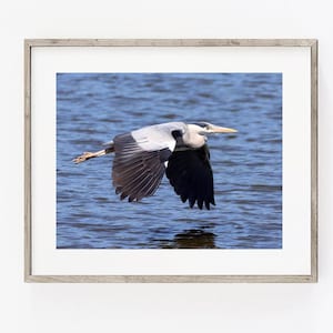 Heron in Flight Photograph PRINT, Grey Heron Photography Art, Water Bird Animal Decor, Matte Unframed