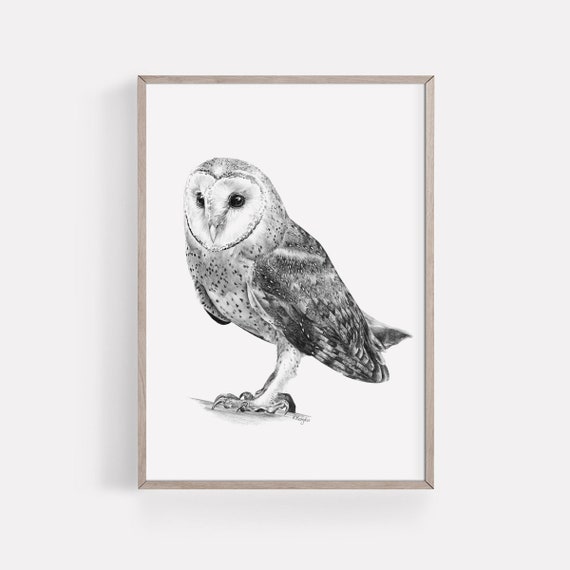 PRINTABLE Barn Owl Art Print, Bird of Prey Pencil Drawing, Owl Wall Art, Bird Sketch, Birder Wildlife Poster INSTANT DOWNLOAD