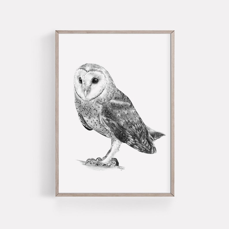 Barn Owl Wall Art Print Printable Bird of Prey Pencil Etsy