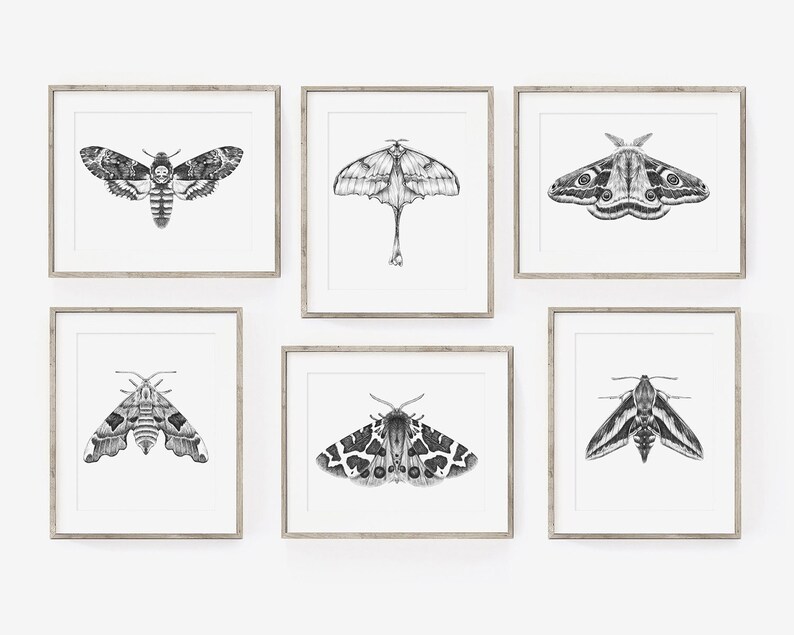 Graphite Insects Moths Wall Art PRINT Set of 6, Graphite Pencil Drawings, Nocturnal ...
