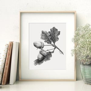 Acorn Art PRINT, Nut Graphite Pencil Drawing, Woodland Decor, Autumn Sketch, Autumn Nature Print from Original Pencil Sketch Unframed image 8