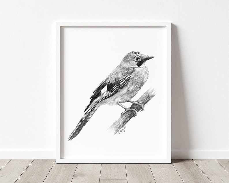 Jay R Prints PRINTABLE Jay Bird Art Print Jay Bird Pencil Drawing Wall - Etsy