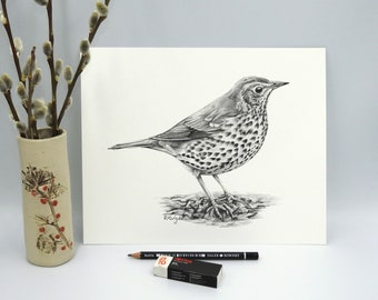 ORIGINAL Song Thrush Pencil Drawing, Bird Wall Art, Nature Decor, Bird Watching Gift, Wildlife Sketch Unframed