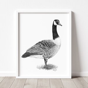 Puede incluir: Un dibujo a l&aacute;piz en blanco y negro de un ganso canadiense de pie en un parche de hierba. El ganso est&aacute; mirando hacia la derecha y tiene la cabeza girada hacia la izquierda.