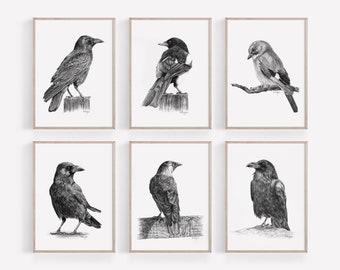 Corvids Wall Art PRINT Set of 6, Raven Jackdaw Magpie Jay Birds Pencil Wall Art, Corvid Sketch Prints from Original Art Unframed