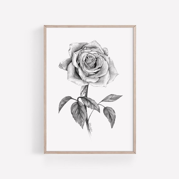 PRINTABLE Rose Art Print, Graphite Pencil Drawing, Botanical Wall