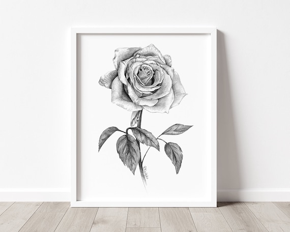 リアルな鉛筆画 ROSE Sketch Rose Hand Drawn Realistic Flower Stock