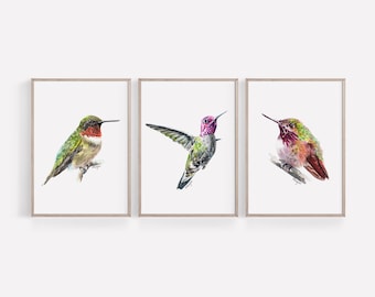 Hummingbird Art PRINT Set of 3, Hummingbird Watercolor Painting Wall Art, Tropical Bird Sketch, Prints from Original Artwork Unframed