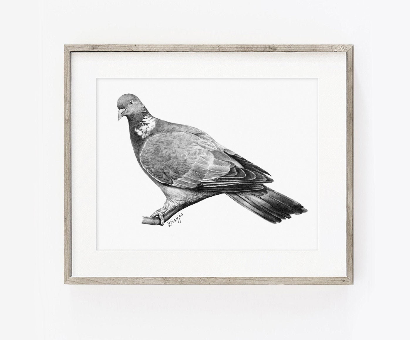 Pigeon Dove Black Line Art Drawing On White Background Royalty Free SVG,  Cliparts, Vectors, and Stock Illustration. Image 93627537.