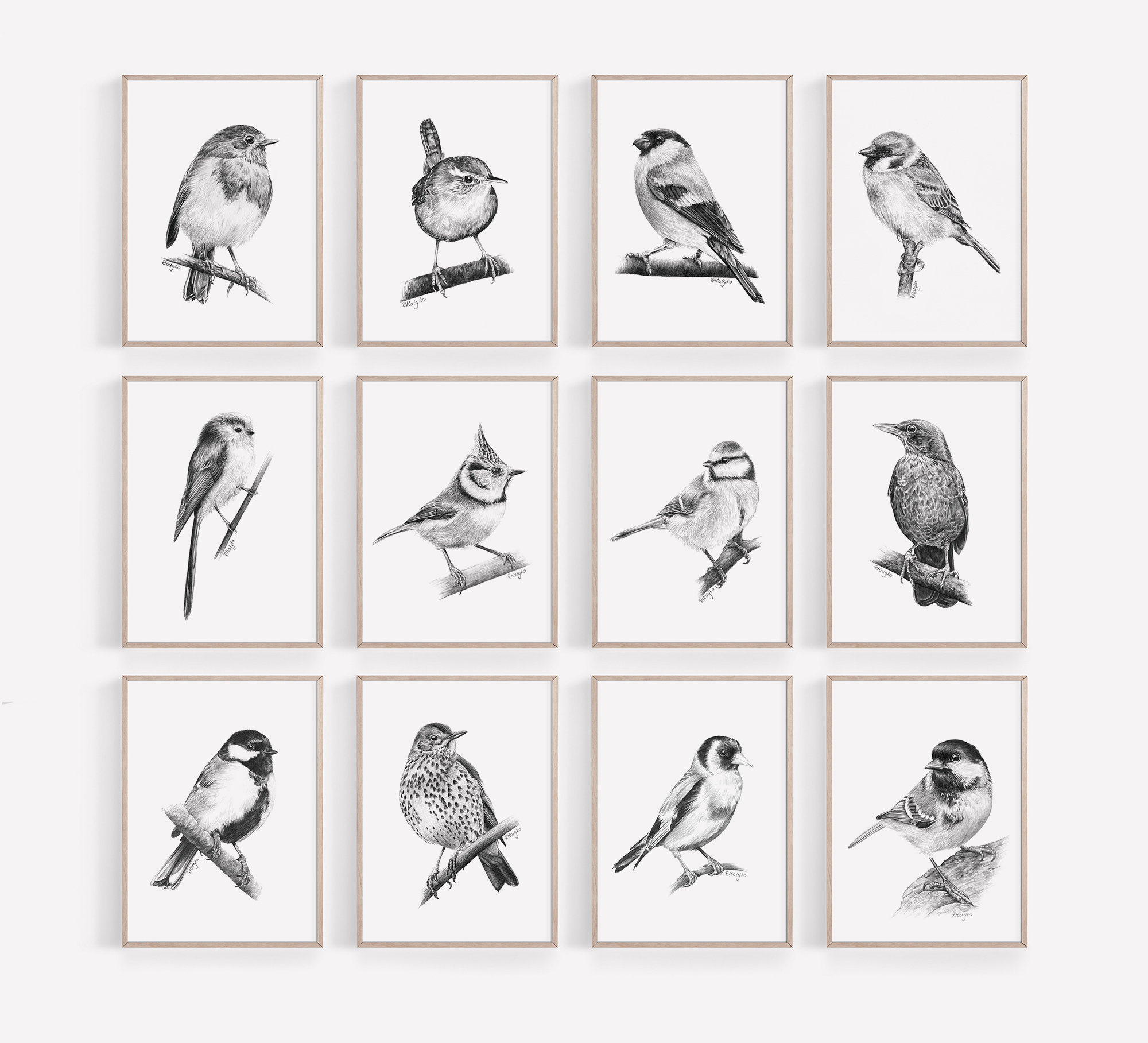 Bird Sketches(バード・スケッチズ) Bird Sketches Wildlife Raymond Sheppard 1938 Naturalist