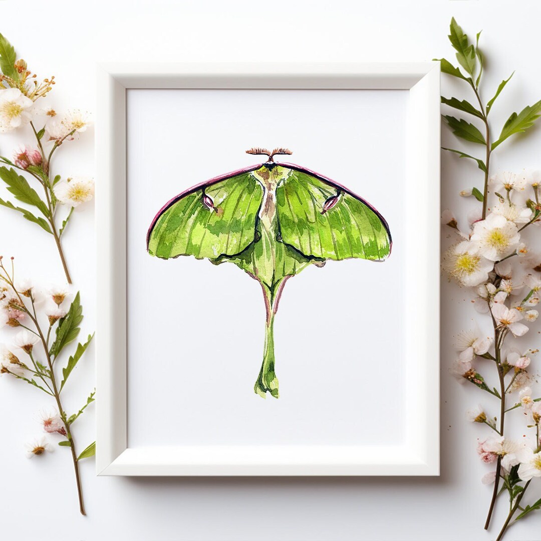 Luna Moth Wall Art PRINT, Insect Art, Entomology Illustration, Green ...