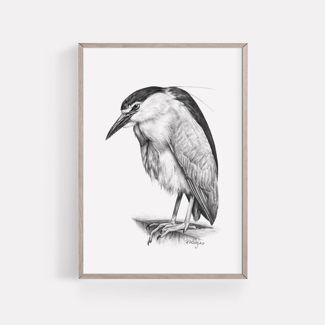 PRINTABLE Black-crowned Night Heron Art Print, Pencil Drawing, Wading