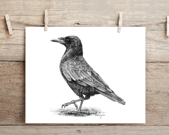 B4原画 crow ORIGINAL Raven Pencil Drawing, Carrion Crow Bird Wall Art, Nature