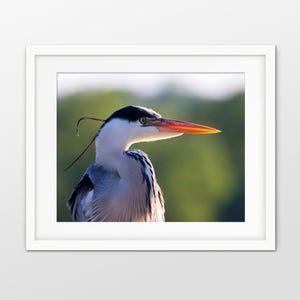 Heron Photograph PRINT, Grey Heron Photography Art,  Water Bird Animal Decor, Matte Unframed