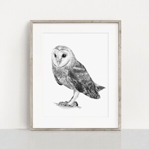 May include: A black and white pencil drawing of a barn owl with its wings folded, perched on a branch. The owl has a white face with black eyes and a brown body with white spots.