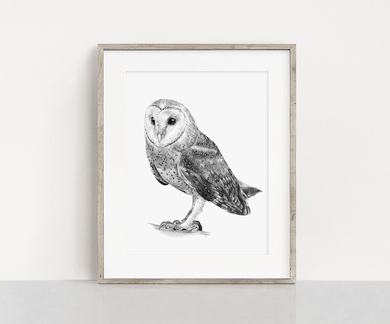 May include: A black and white pencil drawing of a barn owl with its wings folded, perched on a branch. The owl has a white face with black eyes and a brown body with white spots.
