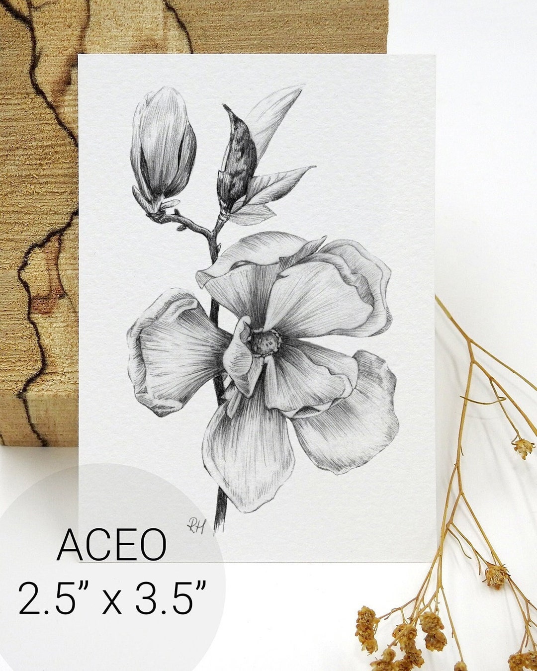 Magnolia flowers drawing Ink hand drawn set Floral sketch Vector  illustation with flower isolated on white - Stock Image - Everypixel
