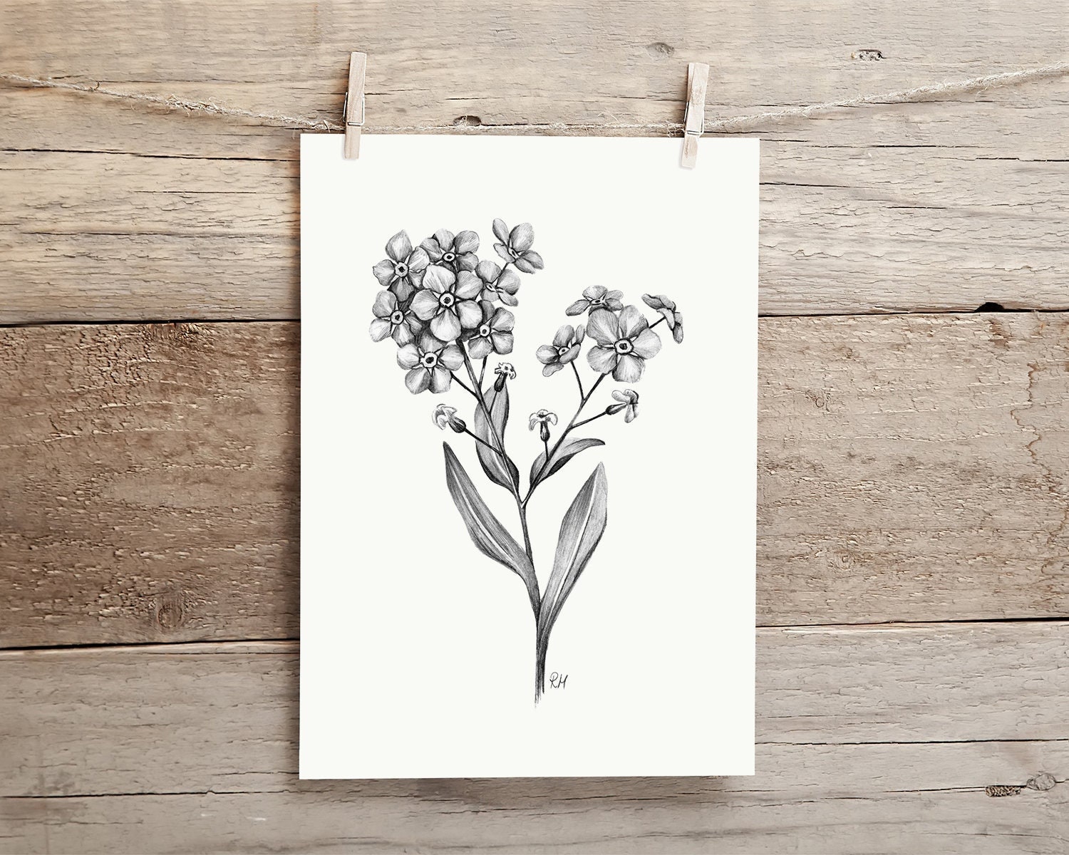 Original Forget Me Not Pencil Drawing Botanical Wall Art Etsy