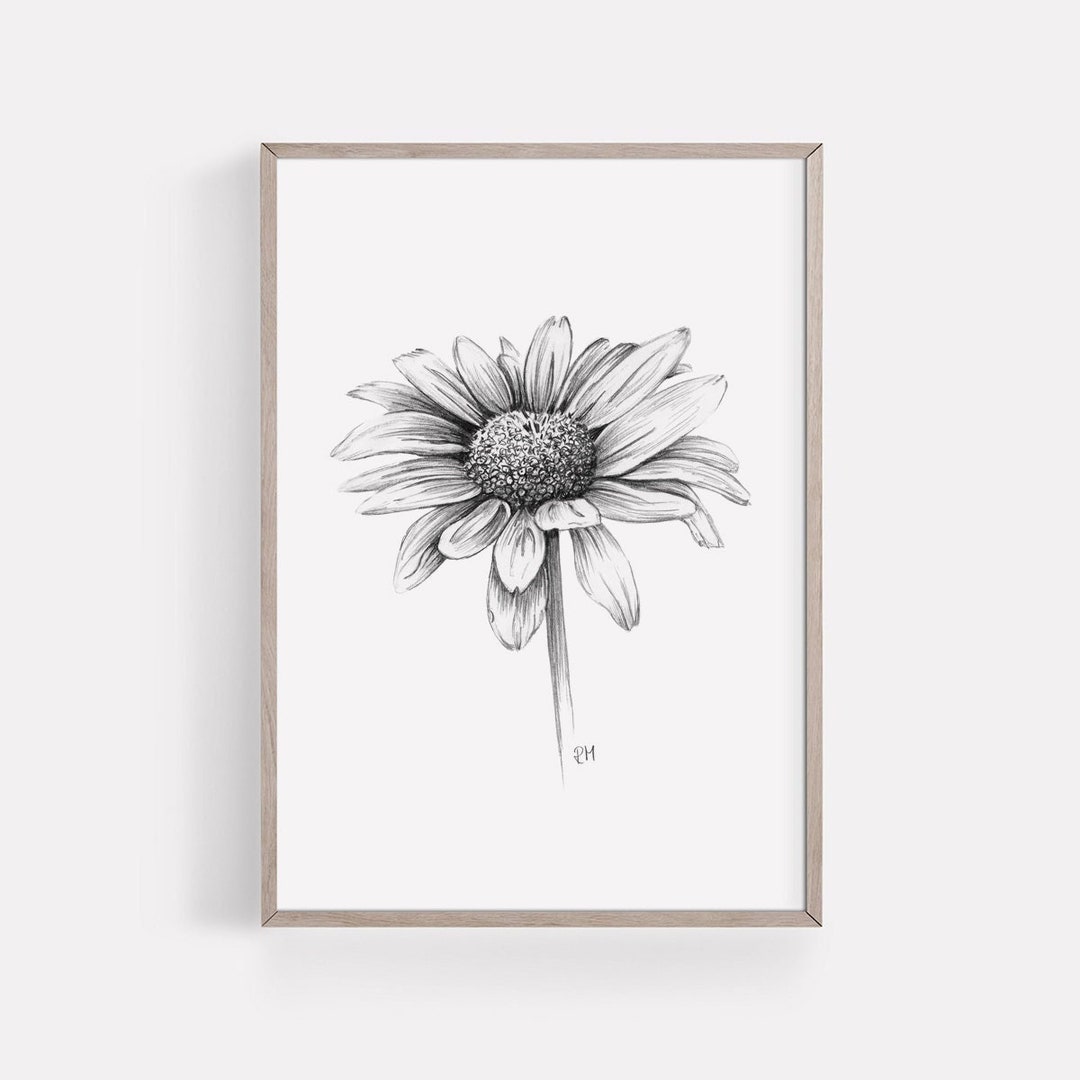 PRINTABLE Daisy Art Print, Graphite Pencil Drawing, Botanical Wall Art