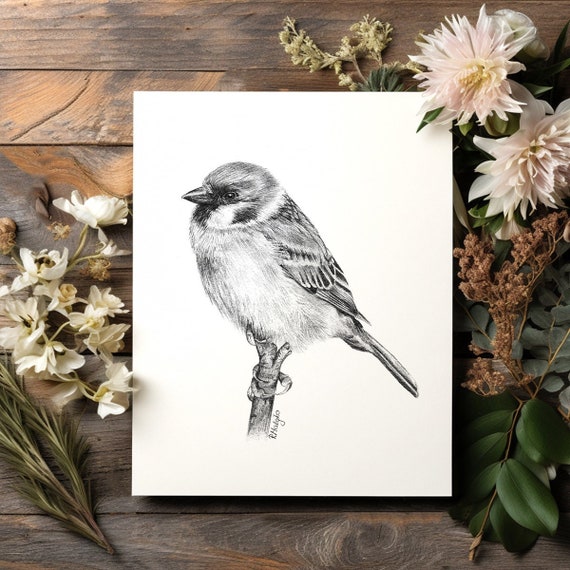 Pencil drawing of a bird Cut Out Stock Images & Pictures - Alamy