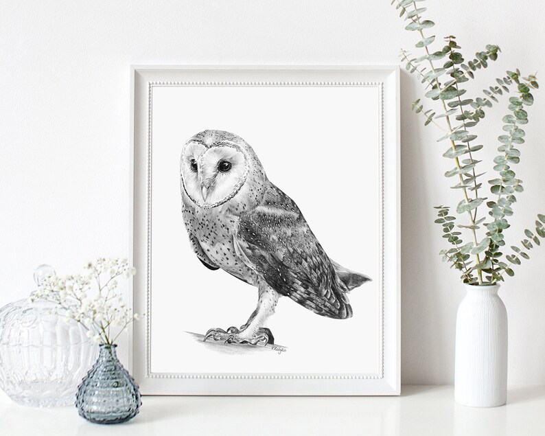 May include: A black and white pencil drawing of a barn owl with its wings folded. The owl is perched on a branch and is looking to the left. The drawing is framed in a white frame.