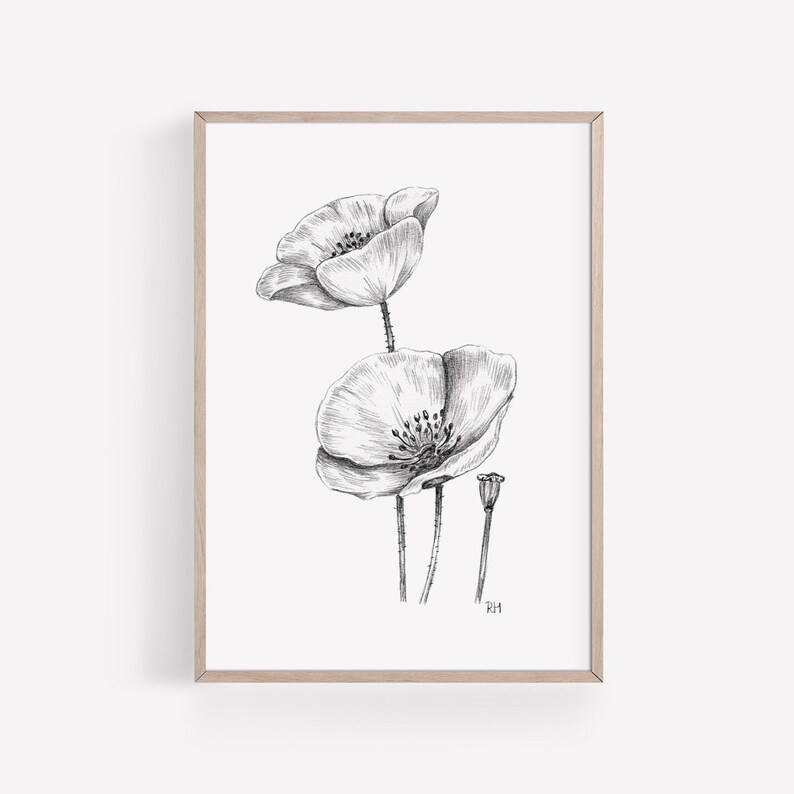 Poppies Art PRINT, Wildflower Wall Art, Nature Decor, Poppy Floral Sketch, Print from Original Pencil Sketch Unframed image 5