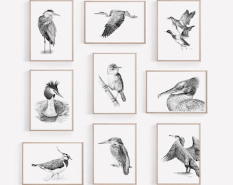May include: A set of nine black and white pencil drawings of various birds, framed in simple wooden frames. The birds include a heron, a kingfisher, a grebe, a lapwing, and a cormorant.