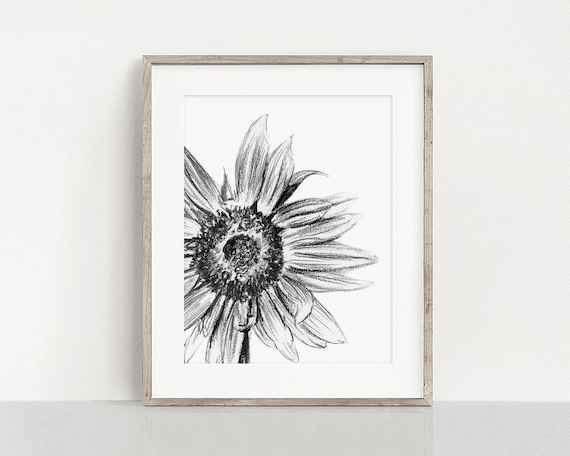 Sunflower Art PRINT, Charcoal Drawing Wall Art, Minimalist Contemporary Modern Botanical Print from Original Sketch Unframed