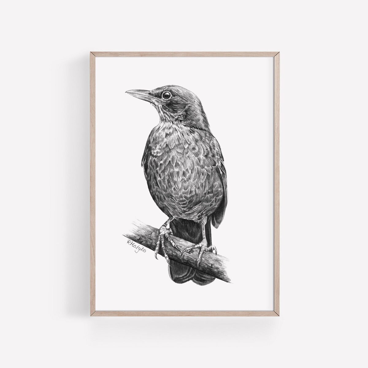 Print Red -winged blackbird art drawing bird birds ornithology