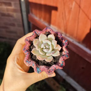 May include: A small succulent plant with pale green and pink-tinted leaves potted in a round, scalloped-edge container. The planter features a textured, dark pink surface with speckled blue and black accents, filled with dark potting soil.
