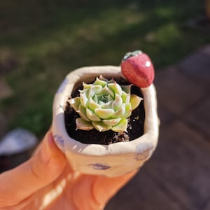 May include: A small, square, off-white ceramic planter with a glossy finish and blue speckles, containing a green succulent plant. A small, sculpted, glossy red strawberry figure is attached to the top rim of the planter, which is filled with dark soil.