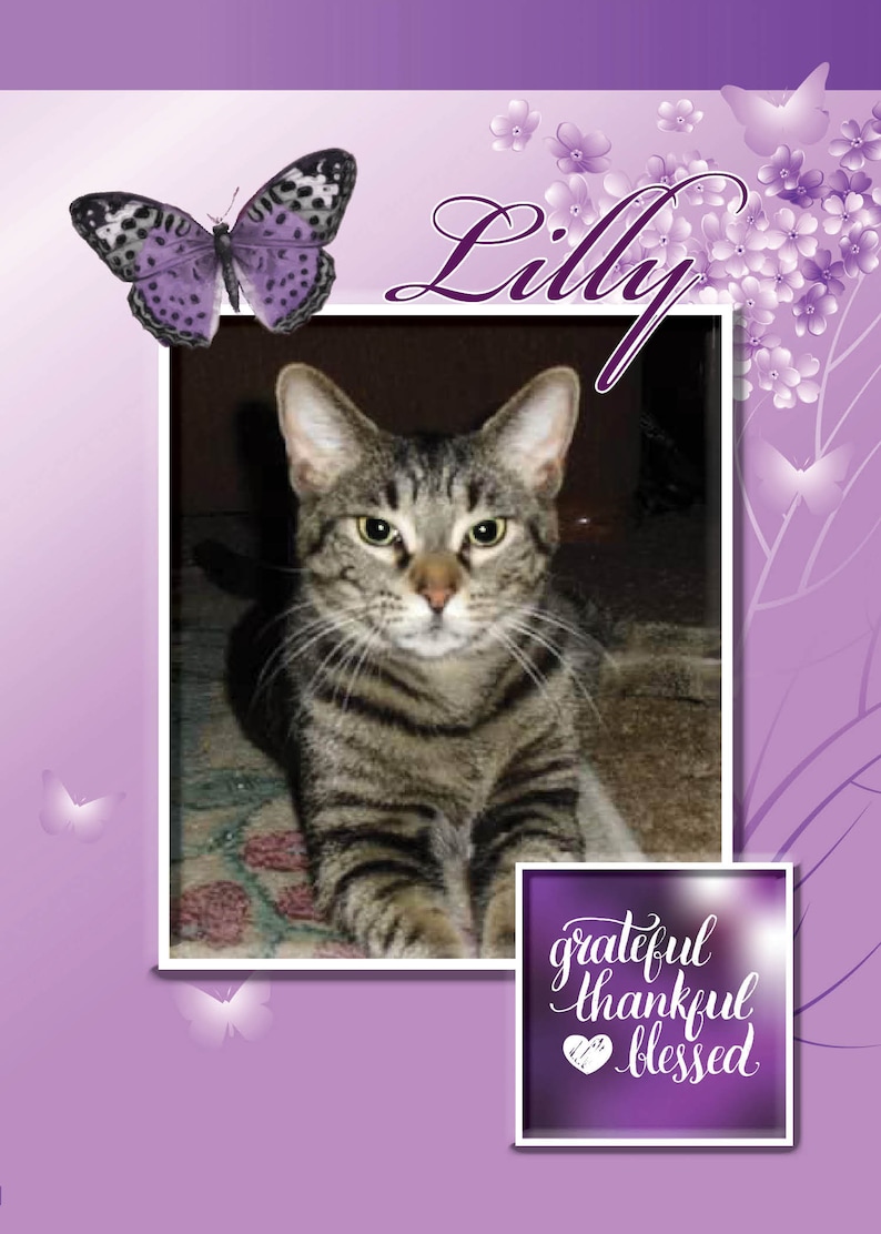 Cat Sympathy Card Rainbow Bridge Card Purple Cat Sympathy Etsy